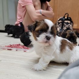 Shih Tzu Puppies from Chimera Shih Tzu