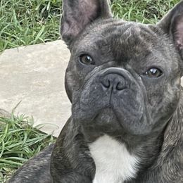 French Bulldogs from Jones Frenchies