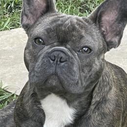 French Bulldogs from Jones Frenchies
