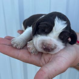 Red - Liver white and tan male English Springer Spaniel puppy in Lincoln, Texas from LeeCo. Springers