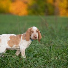 Bracco Italiano, German Shorthaired Pointer, and Vizsla Puppies from Nosam Kennels