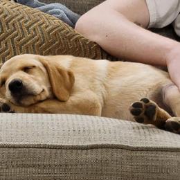 Labrador Retriever Puppies from Waterstone Labradors