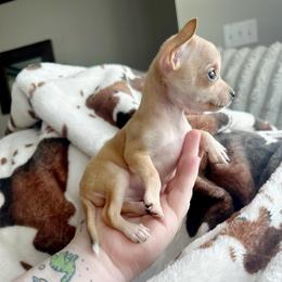 Channel - Gold and white female Chihuahua puppy in Alvord, Texas from Gift of Gods Favor