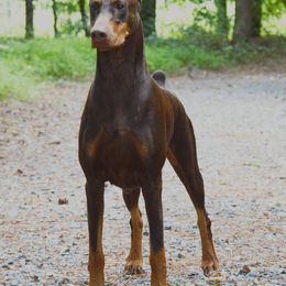 Doberman Pinscher All Grown Up from Hierarch Dobermans
