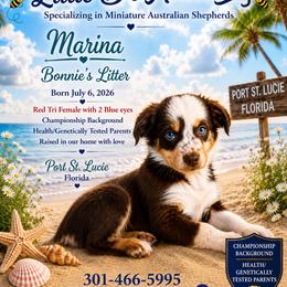 Boy 4 - male Miniature Australian Shepherd puppy in Port Saint Lucie, Florida from Charlene Brannon's Mini Australian Shepherds