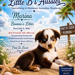 Boy 4 - male Miniature Australian Shepherd puppy in Port Saint Lucie, Florida from Charlene Brannon's Mini Australian Shepherds