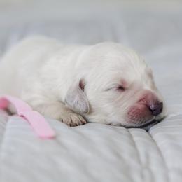 Ms. Pink Collar - Light golden female Golden Retriever puppy in Troy, Alabama from Southland Goldens