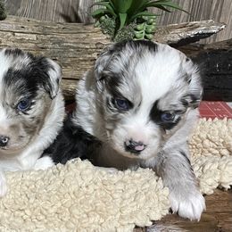 Miniature Australian Shepherd Puppies from Helm Farms Aussies