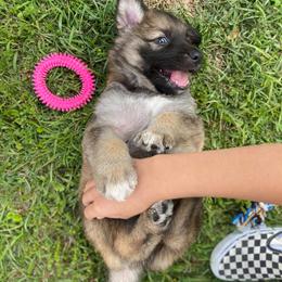 German Shepherd Puppies from Scenic City Shepherds