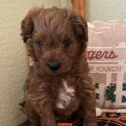Red collar girl - Apricot female Goldendoodle puppy in Fairfield, California from Twin Sisters Doodles