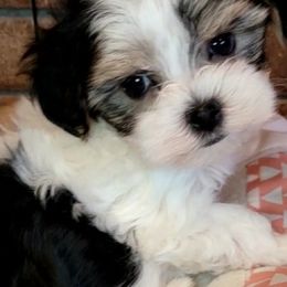 Maltese and Morkie Puppies from K and E Small Breed Puppies