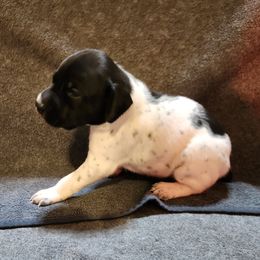Girl 1 - female German Shorthaired Pointer puppy in Meriden, Kansas from Hull's GSPs