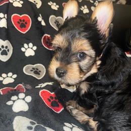 Jasper 1800 - Black and tan male Yorkshire Terrier puppy in Gastonia, North Carolina from Dynasty Kennel