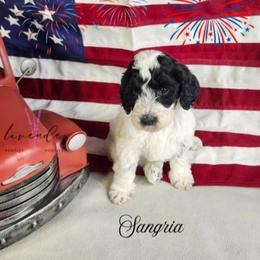 Sangria - Black and white female Cockapoo puppy in Mancelona, Michigan from Lavender poodles & doodles