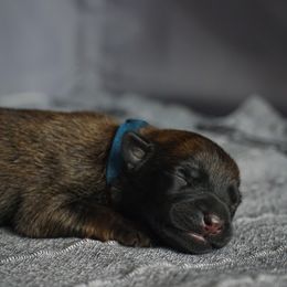 Belgian Malinois Puppies from Fromage Malinois