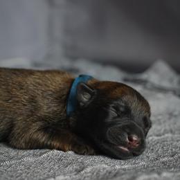 Belgian Malinois Puppies from Fromage Malinois