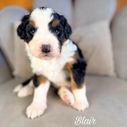 Blair - Black tri-color female Aussiedoodle puppy in Chattanooga, Tennessee from Remedy Ranch Aussiedoodles