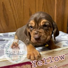 Bloodhound Puppies from McNeely Saline River Bloodhounds