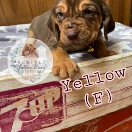 Bloodhound Puppies from McNeely Saline River Bloodhounds