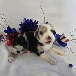 Boy 1 - Blue merle male Australian Shepherd puppy in Lakeland, Florida from Diamond P Australian Shepherds