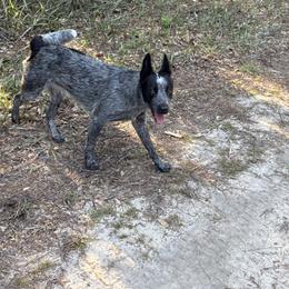 Lola - Australian Cattle Dog