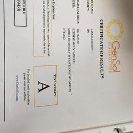 Bernese Mountain Dog Puppies from Bernese Beauties