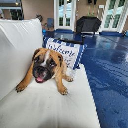 Bulldog Puppies from Adorable Bulldogs