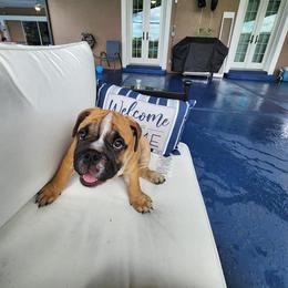 Bulldog Puppies from Adorable Bulldogs