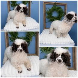 Sir Hero Snuggles - Parti male Poodle puppy in Dalton, Georgia from Southern Charm Precious Paws
