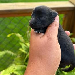 Heath - Black male Miniature Schnauzer puppy in Dorr, Michigan from Enchanted Paws