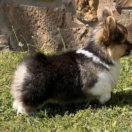 Pembroke Welsh Corgi Puppies from S&K Woodwickcorgis