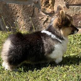 Pembroke Welsh Corgi Puppies from S&K Woodwickcorgis
