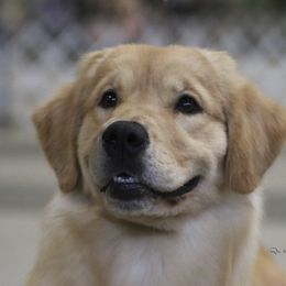 Golden Retrievers from Friday Golden Retrievers