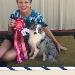 Shetland Sheepdog All Grown Up from Fox Point Farm Toy Shelties