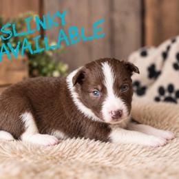 Slinky - Red male Border Collie puppy in Sanger, California from Flying M Cactus Ranch Buddies