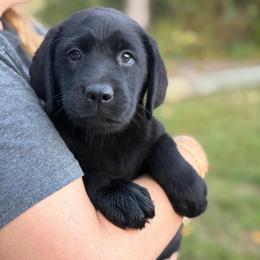 Scout - Black female Labrador Retriever puppy in Archer Lodge, North Carolina from Archer Lodge Labradors