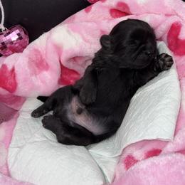 Boy 3 - Black male Shih Tzu puppy in Albany, New York from Precious Peekapoo’s and Luxurious Shih Tzu’s