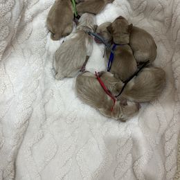 Ivy - Golden female Golden Retriever puppy in Pueblo, Colorado from GR8 Goldens