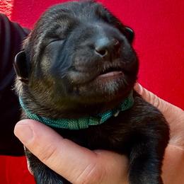 Fallacy - Sable female German Shepherd puppy in Lake Elsinore, California from MK-K9 L.L.C.