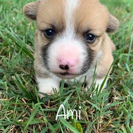 Pembroke Welsh Corgi Puppies from Cahas Corgis
