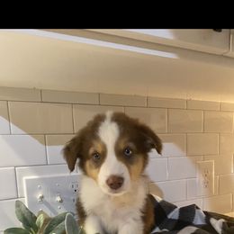Australian Shepherd Puppies from Ozark Mountain Aussies