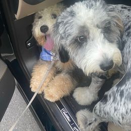 Bonnie - Blue merle female Sheepadoodle puppy in Lilburn, Georgia from Doodlebuds