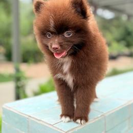 Hershey - Chocolate parti male Pomeranian puppy in San Antonio, Texas from San Antonio Pomeranian
