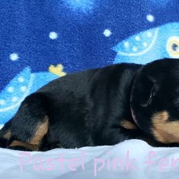Rottweiler Puppies from Von Hunter Rottweilers