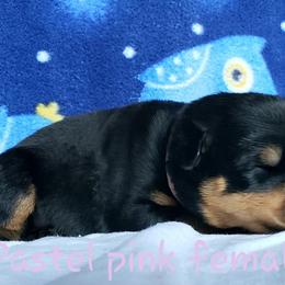 Rottweiler Puppies from Von Hunter Rottweilers