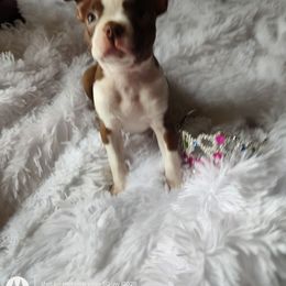 Annabelle - Seal and white female Boston Terrier puppy in Lupton, Michigan from The Littles