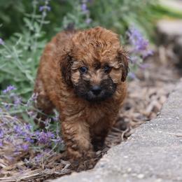 Maisey - Wheaten female Whoodle puppy in West Bend, Iowa from Blue Skies Terriers