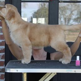 Pink - Golden female Golden Retriever puppy in Sulphur, Louisiana from Lyons Golden Retrievers