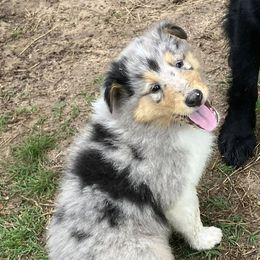 Collies from Malloy’s Providence Ranch