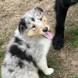 Collies from Malloy’s Providence Ranch